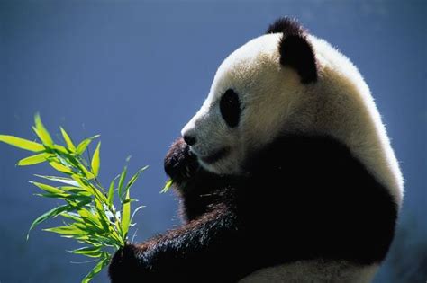パンダの糞がバイオ燃料開発に貢献？ ナショナル ジオグラフィック日本版サイト