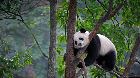 Lazy Panda Video Bing Wallpaper Download