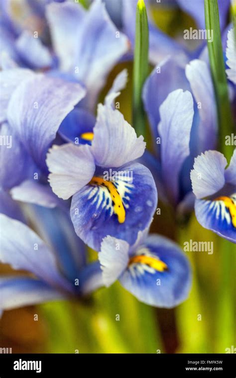 Iris Reticulata Harmony Dwarf Iris Flower Stock Photo Alamy