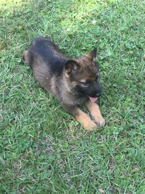 Join millions of people using oodle to find puppies for adoption, dog and puppy listings, and other pets adoption. German Shepherd Puppies For Sale | Rock Hill, SC #243152