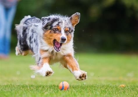 Sort matches by by puppy name by price by puppy age by males only by females only. A Complete Guide To The Border Collie Australian Shepherd ...