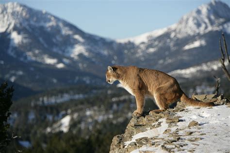 Images Of Mountain Lions