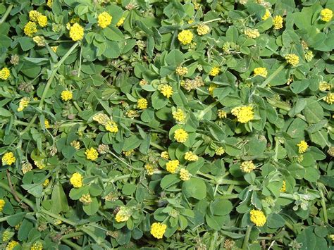 Alberta Weeds Yellow Flower