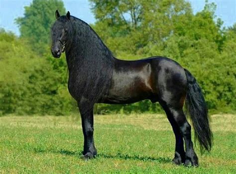 Caballo lassan | Horses, Black horses, Animals