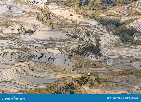 Paddy Fields Rice Terraces In Yunnan Province Stock Photo Image Of