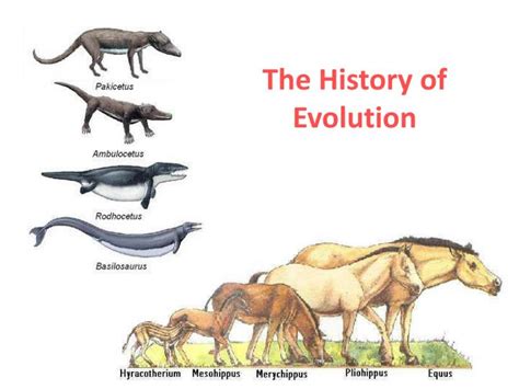 Ppt The History Of Evolution Powerpoint Presentation Free Download