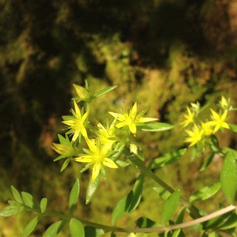 The Yellow Flowers Are Blooming On The Green Plant In Front Of Some