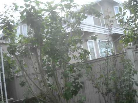 Soils are much easier to alter than the amount of sun a garden area gets, with one notable exception: Exotic Fruit Trees in Vancouver - YouTube