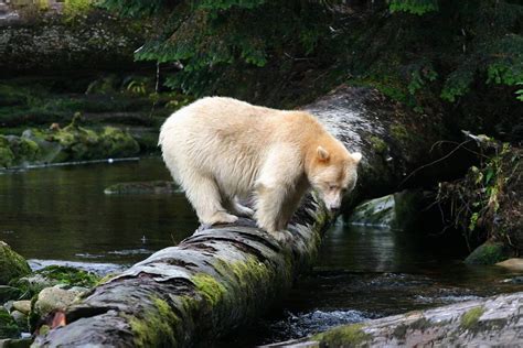 Kermode Bear Wallpapers Wallpaper Cave