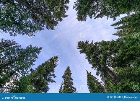 Green Pine Trees With Blue Sky In National Park Stock Photo Image Of