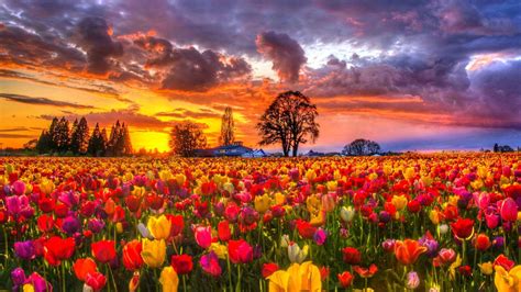 Clouds Tulips Flowers Fields Dark Lovely Sunset Flower