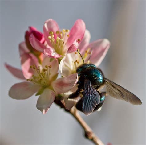 The blue carpenter bee is found all through southeast asia, india, and china, through to indonesia, here's a map showing the approximate distribution of the blue carpenter bee. Blue Carpenter Bee | I was at Netties place and we were so ...
