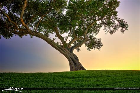 Banyan Tree On Green Grass Hill Hdr Photography By Captain Kimo