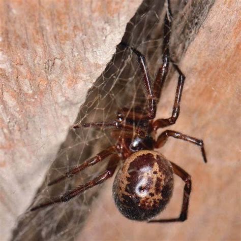 Spiders Should I Be Worried About Being Bitten By A False Widow