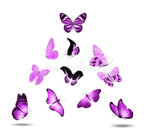 Flock Of Pink Butterflies Isolated Against A White Background Stock