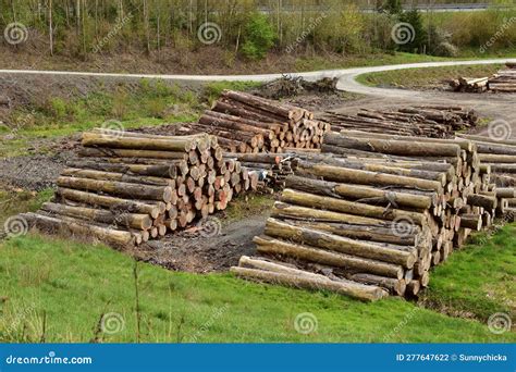 Pile Of Logs In A Rural Place Stock Photo Image Of Pile Bark 277647622