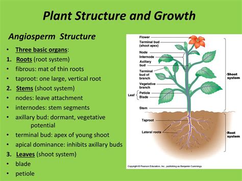 Basic Plant Structure