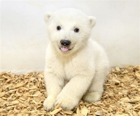 An adorable time lapsed video of a baby polar bear shows the stages of her growing up. Berlin Zoo Greets Female Baby Polar Bear in First Checkup