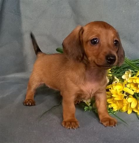 Miniature Dachshund Puppies For Sale Canton Oh 150534