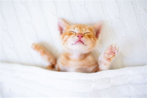 Baby Cat Ginger Kitten Sleeping Under Blanket Stock Image Image Of