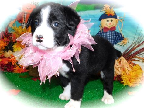 Border collie puppies for sale. Border Collie puppy dog for sale in CHICAGO, Illinois