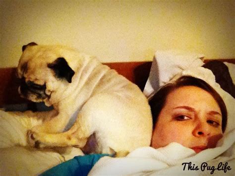 Personal Space Pug Lacks It Baby Pugs Pugs Pugs And Kisses