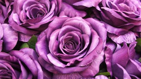 Purple Roses Wallpaper 58 Images