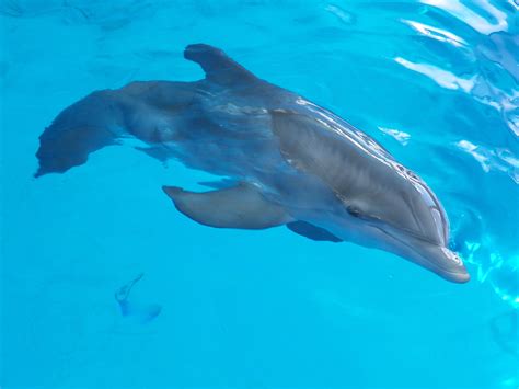 Clearwater Marine Aquarium Dolphins Garetsoc