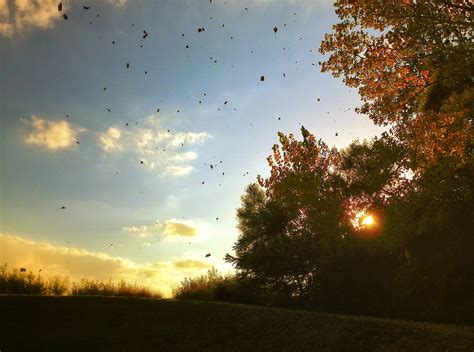 Free Images Tree Nature Branch Light Cloud Sky Sun Sunrise