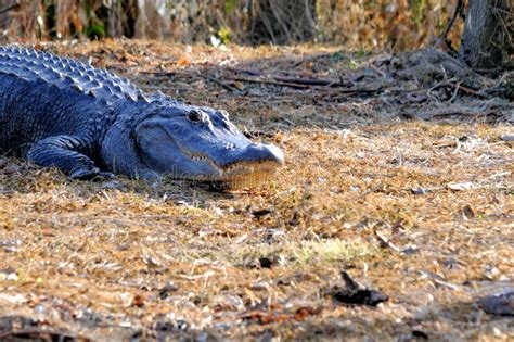 American Alligator In Wetlands Florida Stock Photo Image Of Reptile
