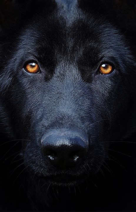 Black German Shepherd Eyes Dog · Free Photo On Pixabay