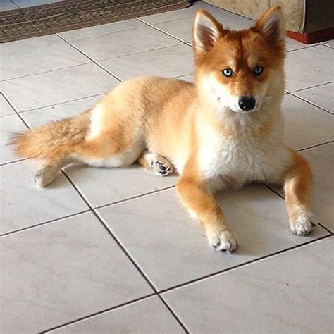 Meet Mya The Dog Who Looks Exactly Like A Fox