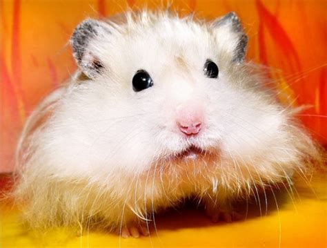 Fluffy Hamster Teh Cute