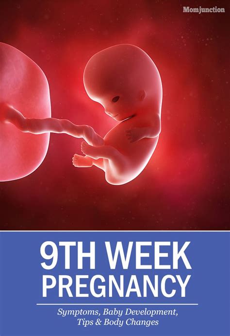 1000 Images About Pregnancy Week By Week On Pinterest Pregnancy