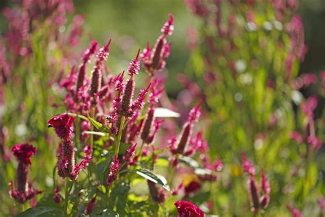Maybe you would like to learn more about one of these? 12 Best Annual Flowers for Full Sun