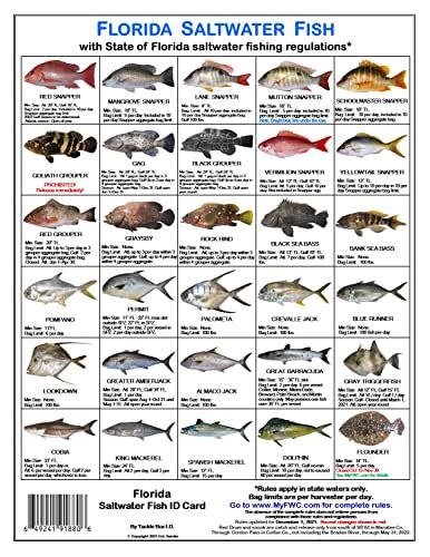 10 Best The Florida Fish Ruler Top 10 Picks By An Expert Of 2022