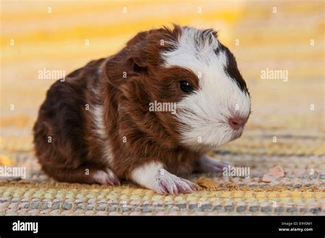 Baby Guinea Pig Pup Hi Res Stock Photography And Images Alamy