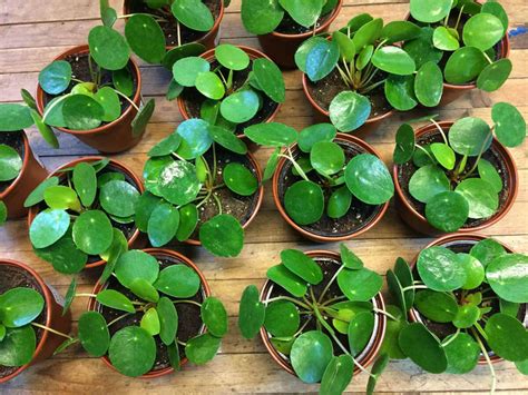 Pilea peperomioides bách khoa toàn thư mở wikipedia pilea peperomioides là loài thực vật có hoa trong họ tầm ma. Pilea peperomioides (Chinese Money Plant) | World of ...