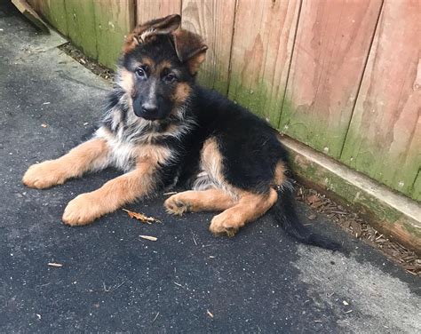 Our Puppies Northwest German Shepherd Kennel