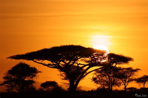 View Sunrise Behind The Acacia Tree Serengeti Story Of Africa