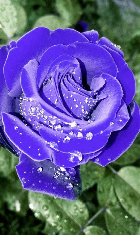 Pin By Trung Nghia Quan On Special Rose Purple Roses Purple Flowers
