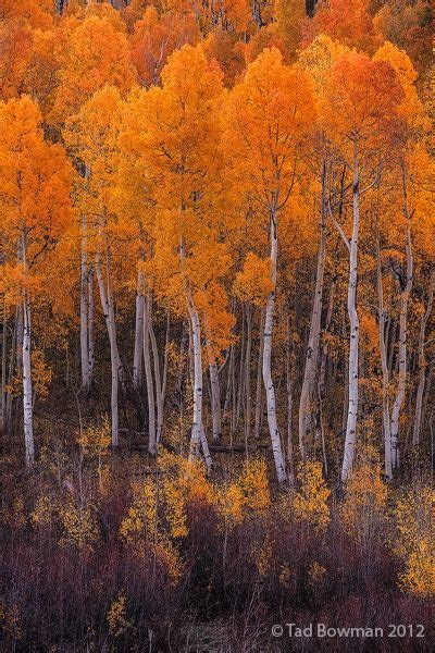 Gunnison National Forest Colorado Photo By Tad Bowman Fall Pictures