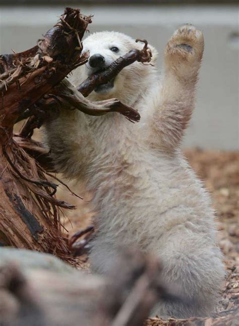 Anori Zoos Impossibly Cute Polar Bear Cub Times Union
