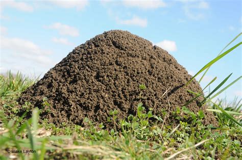 Avoid Fire Ant Mounds Or Suffer The Consequences