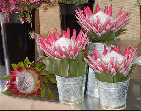 King Protea Protea Flower Flower Arrangements Flower Vase Arrangements