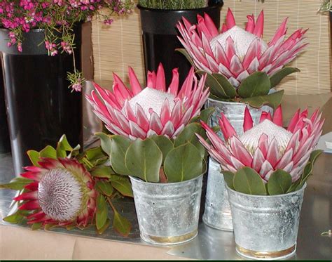 King Protea | Protea flower, Flower arrangements, Flower vase arrangements