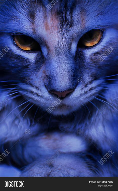 Golden Tabby Cat With Blue Eyes