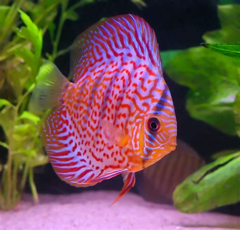 Tropical Fish Tank Melbourne Call 1300 My Fish