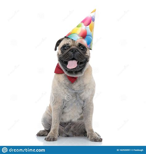 Adorable Pug Wearing Birthday Hat And Red Bowtie Stock Image Image Of