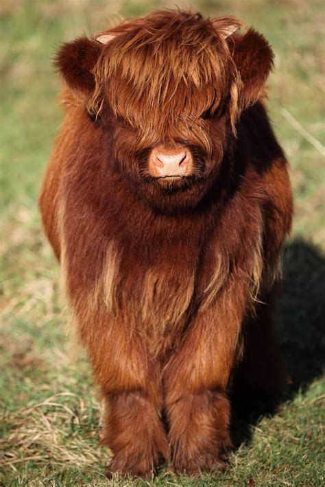 These Baby Highland Cattle Cows Can Cheer You Up No Matter What